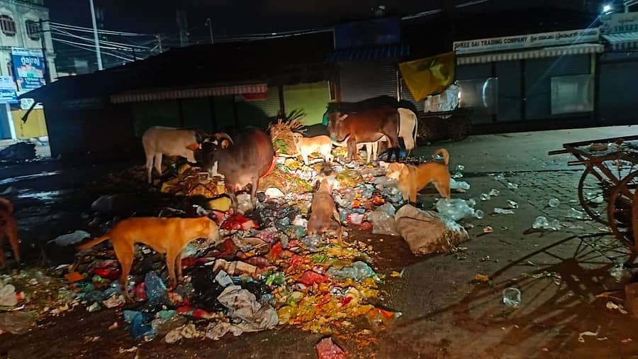 ಧಾರವಾಡದ ಸೂಪರ್ ಮಾರುಕಟ್ಟೆಯಲ್ಲಿ ಸಂಗ್ರಹವಾದ ತ್ಯಾಜ್ಯ ತಿನ್ನಲು ಬಂದ ಬೀದಿನಾಯಿ ಹಾಗೂ ಬೀಡಾಡಿ ದನಗಳು