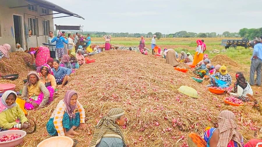 ಲಕ್ಷ್ಮೇಶ್ವರ ತಾಲ್ಲೂಕಿನಲ್ಲಿ ಕೊಯ್ಲು ಮಾಡಿದ ಉಳ್ಳಾಗಡ್ಡಿಯನ್ನು ಸ್ವಚ್ಛ ಮಾಡುತ್ತಿರುವ ಕೃಷಿ ಕಾರ್ಮಿಕರು