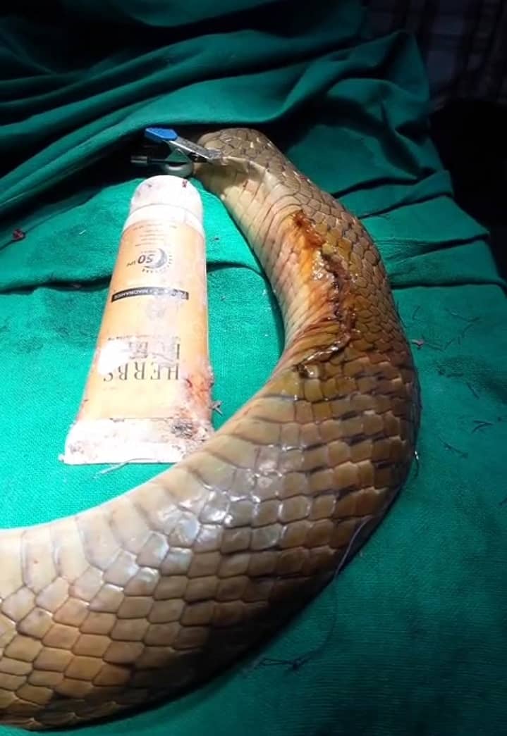 ಕೇರೆ ಹಾವಿನ ಹೊಟ್ಟೆಯಿಂದ ಸನ್‌ಸ್ಕ್ರೀನ್‌ ಟ್ಯೂಬ್‌ ಹೊರತೆಗೆದಿರುವುದು