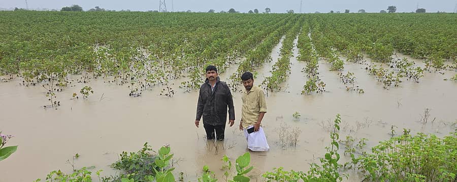 <div class="paragraphs"><p>ಕೆಂಭಾವಿಯಲ್ಲಿ ನಿರಂತರ ಮಳೆಯಿಂದ ಹತ್ತಿ ಹೊಲದಲ್ಲಿ ನೀರು ನಿಂತು ಹಾನಿಯುಂಟಾದ ಪ್ರದೇಶವನ್ನು ಕೃಷಿ ಇಲಾಖೆಯ ತಾಂತ್ರಿಕ ಸಹಾಯಕ ವಾದಿರಾಜ ವೀಕ್ಷಿಸಿದರು. </p></div>
