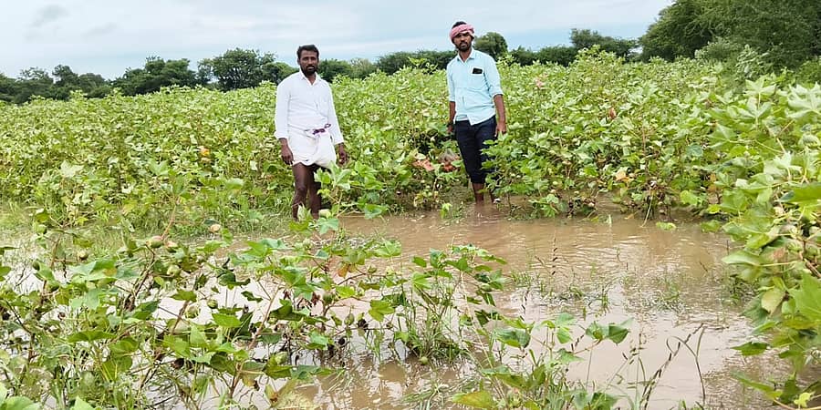 ಕವಿತಾಳ ಸುತ್ತಮುತ್ತ ಶುಕ್ರವಾರ ದಿನವಿಡೀ ಸುರಿದ ಮಳೆಯಿಂದ ಜಮೀನು ಜಲಾವೃತವಾಗಿರುವುದು