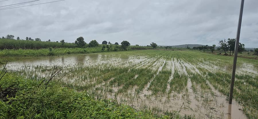 ಮುಧೋಳ ತಾಲ್ಲೂಕಿನ ಹಲಕಿ  ಗ್ರಾಮದ ರೈತರ ಹಾನಿಗೊಳಗಾದ ಈರುಳ್ಳಿ ಬೆಳೆ
