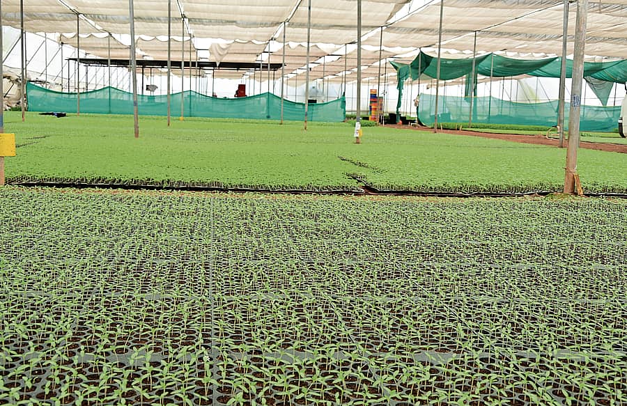 ನರ್ಸರಿಯಲ್ಲಿ ಬೆಳೆದ ಸಸಿಮಡಿ  

ಚಿತ್ರಗಳು: ಗೋವಿಂದರಾಜ ಜವಳಿ