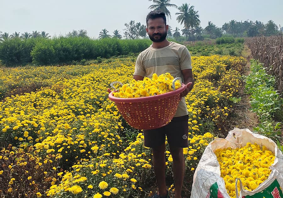ರಾಣೆಬೆನ್ನೂರು ತಾಲ್ಲೂಕಿನ ಲಿಂಗದಹಳ್ಳಿ ಗ್ರಾಮದ ಯುವ ರೈತ ಅರುಣ ರೇವಣೆಪ್ಪ ಬಿಷ್ಟಣ್ಣನವರ ಬೆಳೆದಿರುವ ಸೇವಂತಿಗೆ ಹೂ 