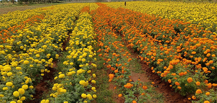 ಸಂತೇಬೆನ್ನೂರು ಸಮೀಪದ ಗೆದ್ದಲಹಟ್ಟಿ ಬಳಿ ಸುಂದರವಾಗಿ ಕಾಣುವ ಚೆಂಡು ಹೂವು ಬೆಳೆ 