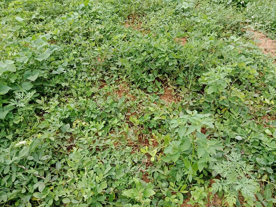 ಬಂಗಾರಪೇಟೆ ತಾಲ್ಲೂಕಿನ ಸಾಕರಸನಹಳ್ಳಿ ಗ್ರಾಮದ ಉದಯ್ ಕುಮಾರ್ ಅವರ ಹೊಲದಲ್ಲಿ ನೆಲಗಡಲೆಯನ್ನು ಕಾಡು ಹಂದಿಗಳು ನಾಶಪಡಿಸಿರುವುದು 