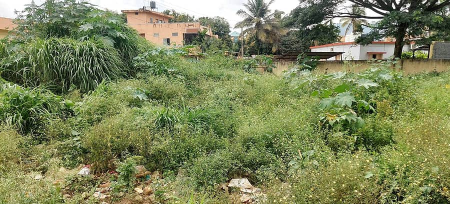 ಶಿಗ್ಗಾವಿ ಪಟ್ಟಣದ ಜಯನಗರದ ಪಶು ಆಸ್ಪತ್ರೆ ಪಕ್ಕದಲ್ಲಿನ ಉದ್ಯಾನದಲ್ಲಿ ಗಿಡಗಟ್ಟಿಗಳು ಬೆಳೆದು ಹಾಳಾಗಿರುವುದು