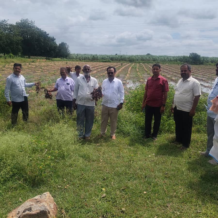 ಆಲಮಟ್ಟಿ ಸಮೀಪದ ಕಿರಿಶ್ಯಾಳ ಗ್ರಾಮದಲ್ಲಿ ಮಳೆಯಿಂದಾ ಹಾಳಾದ ಬೆಳೆಯನ್ನು ತಹಶೀಲ್ದಾರ್ ಎ.ಡಿ. ಅಮರವಾದಗಿ ಅವರು  ಭಾನುವಾರ ಪರಿಶೀಲಿಸಿದರು 