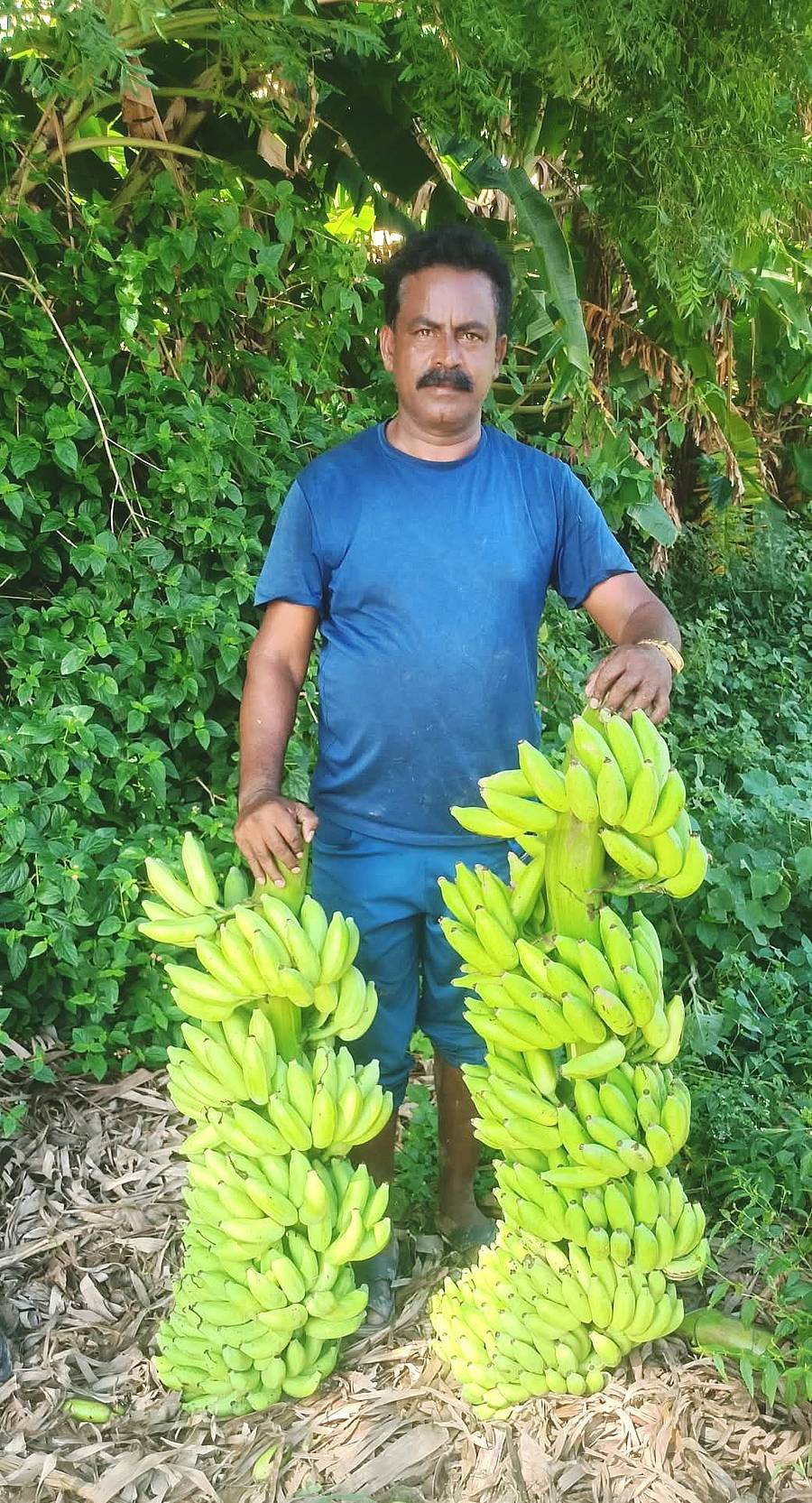 ಕೊಡಿಗೇನಹಳ್ಳಿ ಹೋಬಳಿ ತೆರಿಯೂರು ಗ್ರಾಮದ ರೈತ ಟಿ.ಎನ್. ನಾಗಭೂಷಣ್ ಬೆಳೆದಿರುವ ಬಾಳೆಗೊನೆ