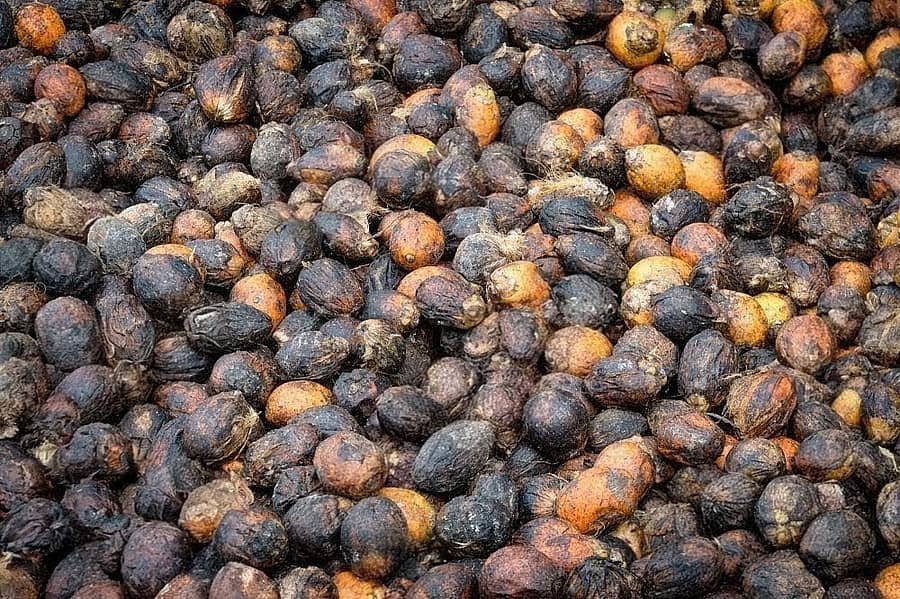 ನಿರಂತರ ಮಳೆ ಹಾಗೂ ಮೋಡದ ವಾತಾವರಣದಿಂದ ಒಣಗಿ ಹಾಕಿರುವ ಹಣ್ಣಡಿಕೆ ಕೊಳೆಯುತ್ತಿರುವುದು