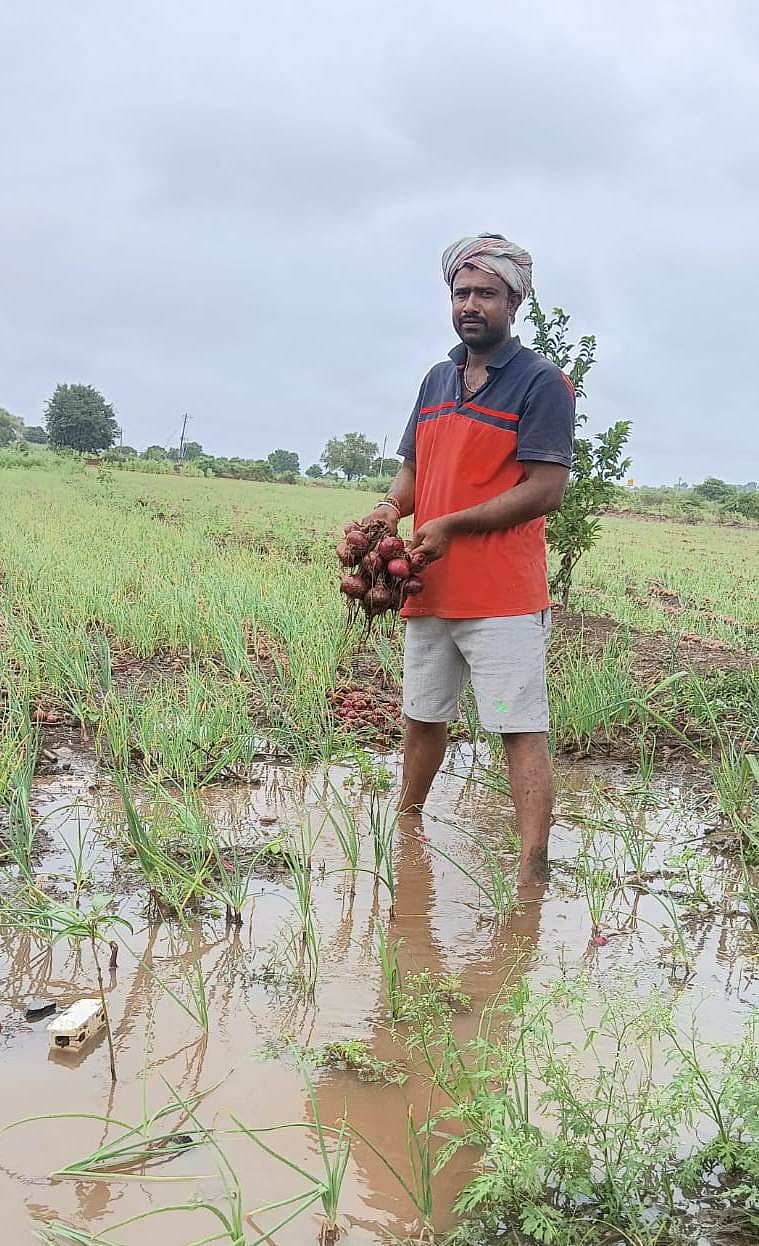 ಮೂಡಲಗಿ ತಾಲ್ಲೂಕಿನ ಯಾದವಾಡದ ರೈತ ಜಗದೀಶ ರಡರಟ್ಟಿ 4 ಎಕರೆಯಲ್ಲಿ ಬೆಳೆದ ಈರುಳ್ಳಿಯು ಸತತ ಮಳೆಯಿಂದಾಗಿ ಹಾನಿಯಾಗಿರುವುದು