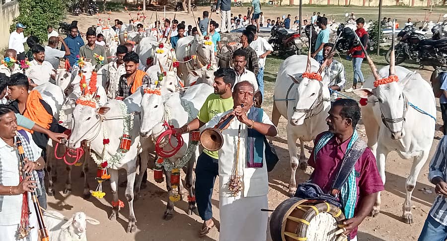 ಶ್ರೀರಂಗಪಟ್ಟಣದ ದಸರಾ ಉತ್ಸವದಲ್ಲಿ ಭಾನುವಾರ ನಡೆದ ರಾಸುಗಳ ಮೆರವಣಿಗೆಯಲ್ಲಿ ಬೆಲೆ ಬಾಳುವ ಹಳ್ಳಿಕಾರ್ ತಳಿಯ ಎತ್ತುಗಳು ಗಮನ ಸೆಳೆದವು