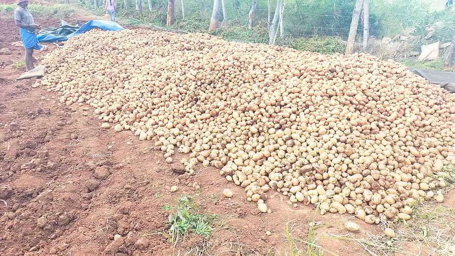ಗುಂಡ್ಲುಪೇಟೆ ತಾಲ್ಲೂಕಿನ ಮೇಲುಕಾಮನಹಳ್ಳಿ ಗ್ರಾಮದ ಜಮೀನೋಂದರಲ್ಲಿ ಬೆಳೆದಿರುವ ಆಲೂಗಡ್ಡೆ