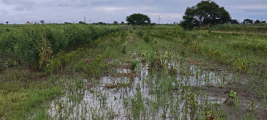 ಹುನಗುಂದ ತಾಲ್ಲೂಕಿನ ವೀರಪುರ ಗ್ರಾಮದ ಹೊಲದಲ್ಲಿ ಕಿತ್ತು ಹಾಕಿರುವ ಈರುಳ್ಳಿ ನೀರಿನಲ್ಲಿ ಕೊಳೆಯುತ್ತಿದೆ