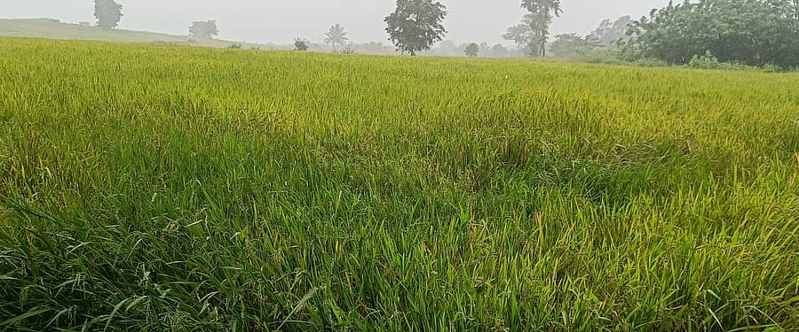 ತೆನೆ ತಿಗಣೆ ಬಂದಿರುವ ಭತ್ತದ ಗದ್ದೆ 