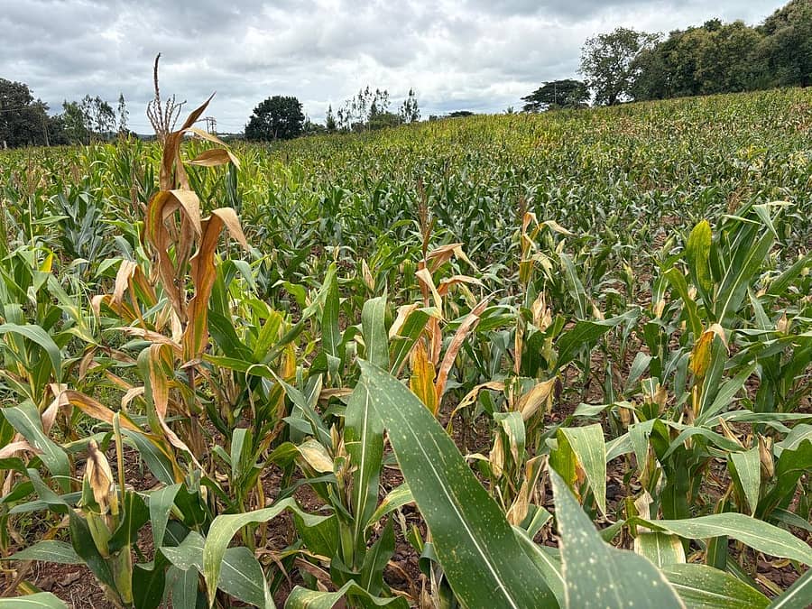 ಹರಿಹರ ತಾಲ್ಲೂಕಿನ ಚಿಕ್ಕಬಿದಿರೆ ಗ್ರಾಮದಲ್ಲಿ ಭೂಸ್ವಾಧೀನಕ್ಕೆ ಗುರುತಿಸಿದ್ದ ಜಮೀನಿನಲ್ಲಿ ಮೆಕ್ಕೆಜೋಳ ಬೆಳೆದಿರುವ ರೈತರು
