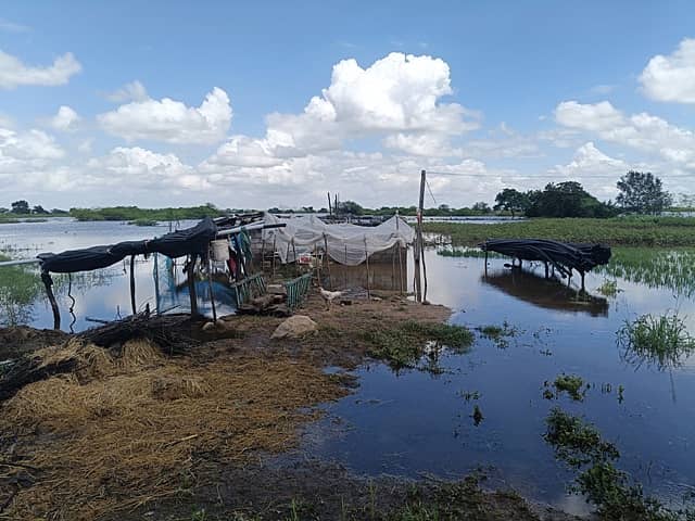 ವಡಗೇರಾ ತಾಲ್ಲೂಕಿನ ಗಡ್ಡೆಸೂಗುರು ಗ್ರಾಮದ ಗೇಟ್‌ ಬಳಿಯ ಫಕೀರಸಾಬ್ ದರ್ಗಾದ ಹತ್ತಿರದ ಜಮೀನಿನಲ್ಲಿ ಭೀಮಾ ನದಿ ಪ್ರವಾಹದ ನೀರು ನುಗ್ಗಿರುವುದು