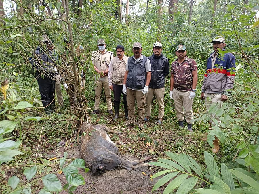 ಕುಶಾಲನಗರ ಸಮೀಪದ ದುಬಾರೆಯ ಅವರೆಗುಂದ ಅರಣ್ಯದಲ್ಲಿ ಜಿಂಕೆಯೊಂದು ಉರುಳಿಗೆ ಸಿಲುಕಿ ಮೃತಪಟ್ಟಿದ್ದು,ವಲಯ ಅರಣ್ಯಾಧಿಕಾರಿ ಆರ್.ರಕ್ಷಿತ್ ಹಾಗೂ ಭೇಟಿ ನೀಡಿ ಪರಿಶೀಲಿಸಿದರು.