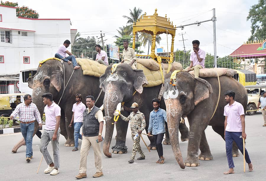 ತುಮಕೂರಿನಲ್ಲಿ ಮಂಗಳವಾರ ದಸರಾ ಮೆರವಣಿಗೆಯಲ್ಲಿ ಭಾಗವಹಿಸಲಿರುವ ಆನೆಗಳ ತಾಲೀಮು ನಡೆಯಿತು