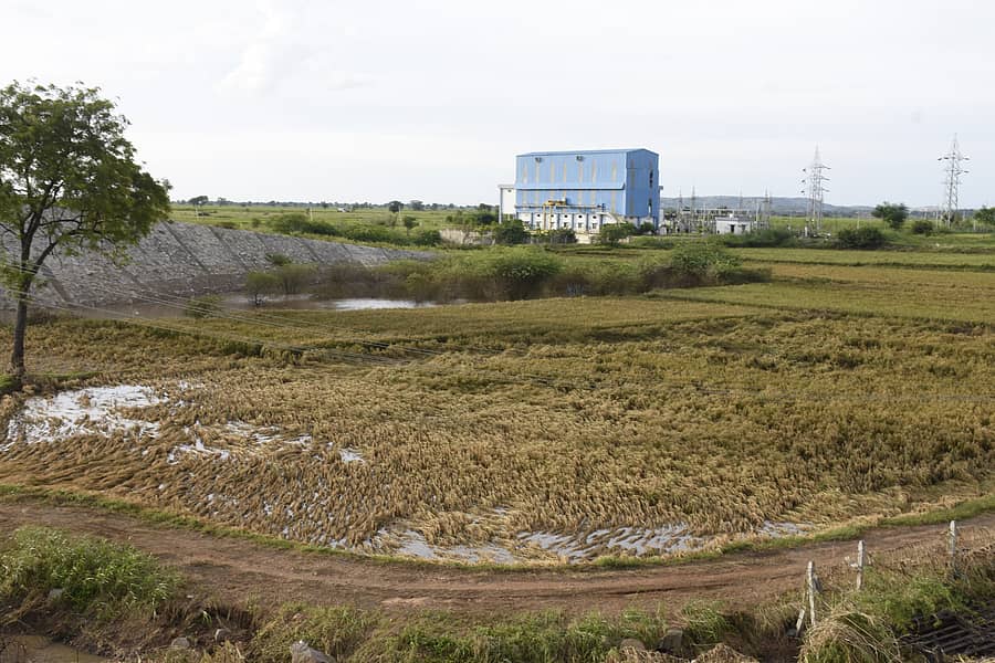 ಯಾದಗಿರಿಯ ಭೀಮಾನ ನದಿ ದಡದಲ್ಲಿ ಪ್ರವಾಹದಿಂದ ಬಾಡಿದ ಭತ್ತದ ಬೆಳೆ
