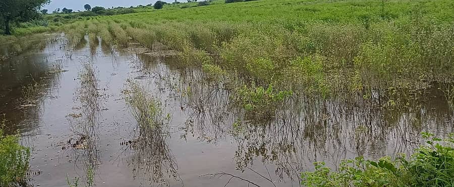 ಮುದಗಲ್ ಸಮೀಪದ ನೀರಲಕೇರಿ ಗ್ರಾಮದ ಹೊಲವೊಂದರಲ್ಲಿ ನೀರು ನಿಂತು ತೊಗರಿ ಬೆಳೆ ಒಣಗಿರುವುದು