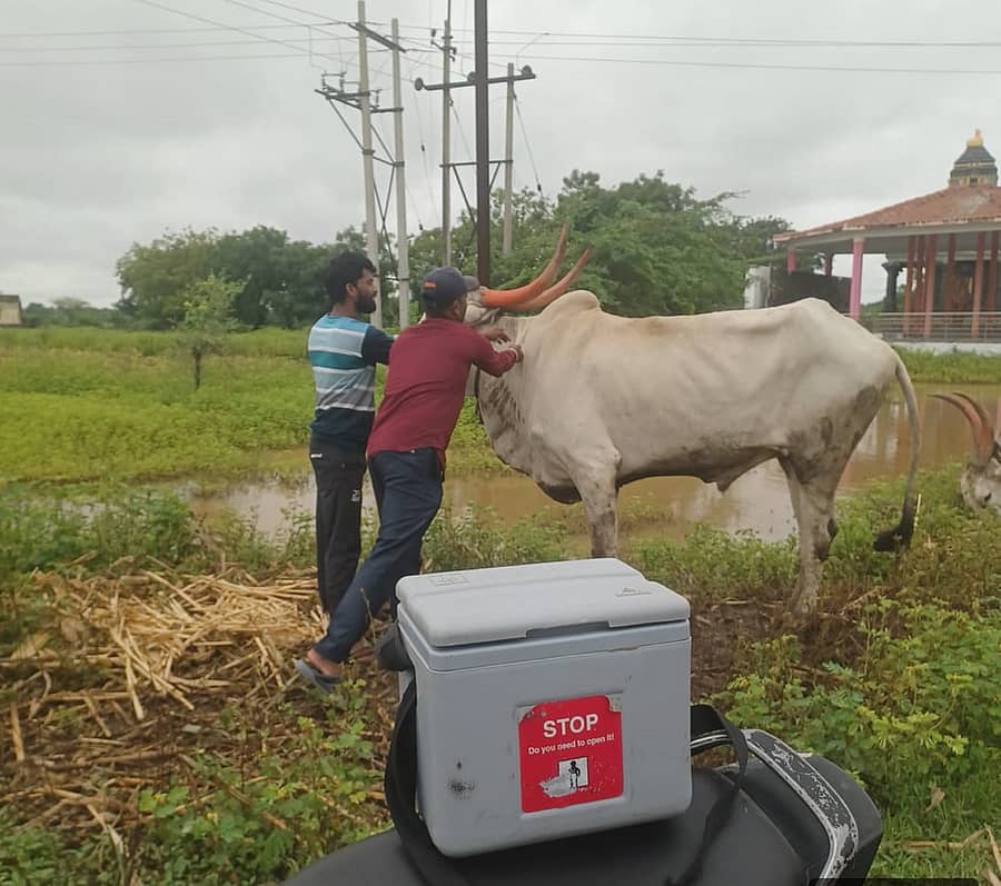 ಕಲಬುರಗಿ ಜಿಲ್ಲೆಯ ಆಳಂದ ತಾಲ್ಲೂಕಿನ ತಡಕಲ್‌ ಗ್ರಾಮದಲ್ಲಿ ಎತ್ತೊಂದಕ್ಕೆ ಚರ್ಮಗಂಟು ರೋಗ ಬಾಧಿಸದಂತೆ ಪಶುಪಾಲನಾ ಇಲಾಖೆಯಿಂದ ಲಸಿಕೆ ಹಾಕಲಾಯಿತು 