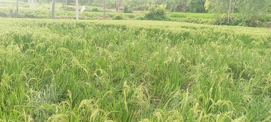 ಬಂಗಾರಪೇಟೆ ತಾಲ್ಲೂಕಿನ ಸಂತೋಜಿ ರಾವ್ ಅವರ ಭತ್ತದ ಬೆಳೆಯನ್ನು ಹಂದಿಗಳು ನಾಶ ಮಾಡಿರುವುದು