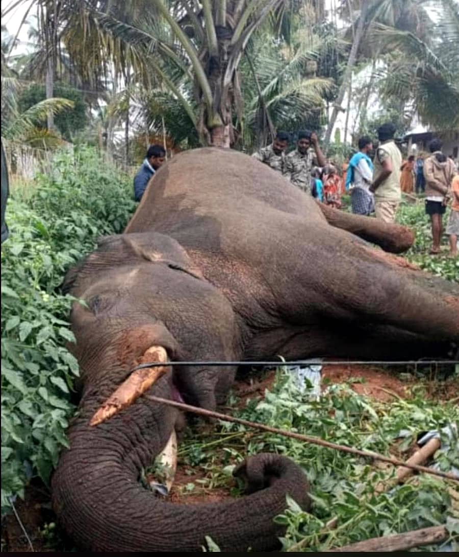 ಚನ್ನಪಟ್ಟಣ ತಾಲ್ಲೂಕಿನ ಚಿಕ್ಕ ವಿಠಲೇನಹಳ್ಳಿ ಹಾಗೂ ಗೊಲ್ಲರದೊಡ್ಡಿ ಗ್ರಾಮಗಳ ಮಧ್ಯಭಾಗದಲ್ಲಿ ವಿದ್ಯುತ್ ಸ್ಪರ್ಶಿಸಿ ಸಾವನ್ನಪ್ಪಿದ ಒಂಟಿ ಸಲಗ