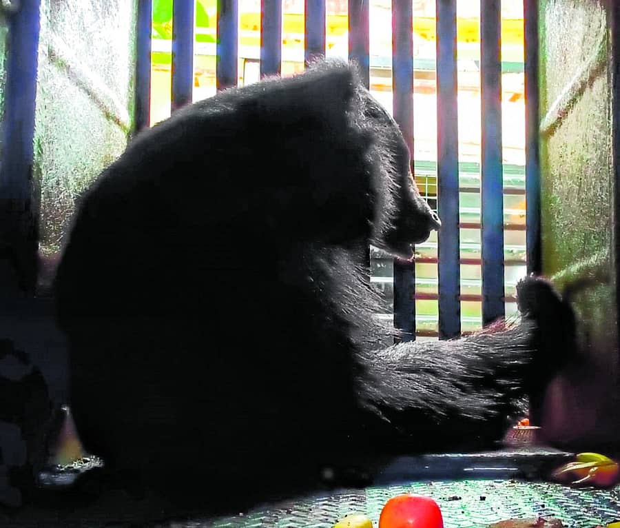 <div class="paragraphs"><p>ಹೊಸಪೇಟೆಯಲ್ಲಿ ಸೆರೆ ಸಿಕ್ಕ ಕರಡಿ </p></div>