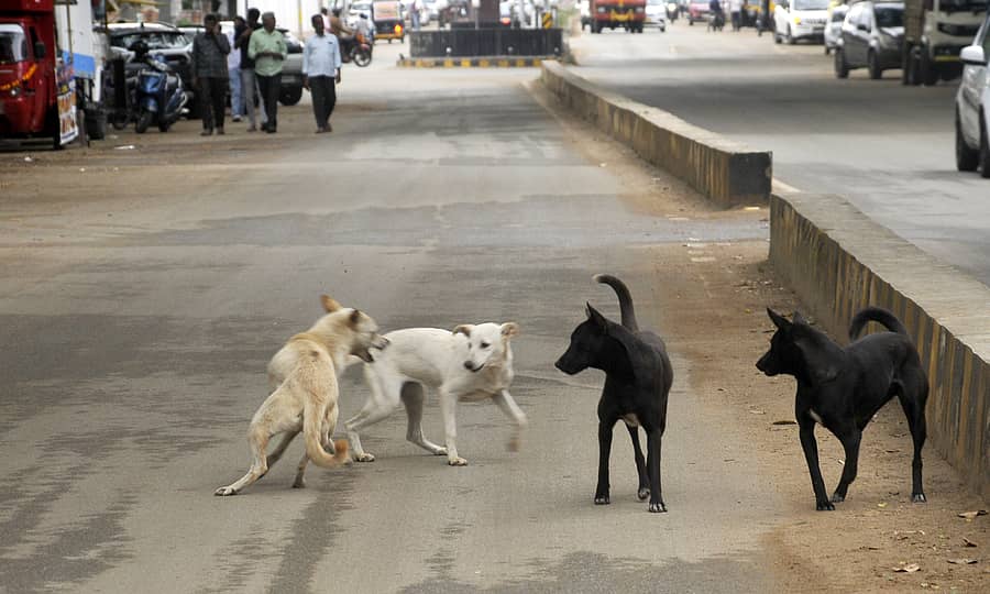 ಚಿಕ್ಕಮಗಳೂರಿನ ಕೆಂಪನಹಳ್ಳಿ ರಸ್ತೆಯಲ್ಲಿ ಬೀದಿ ನಾಯಿಗಳು