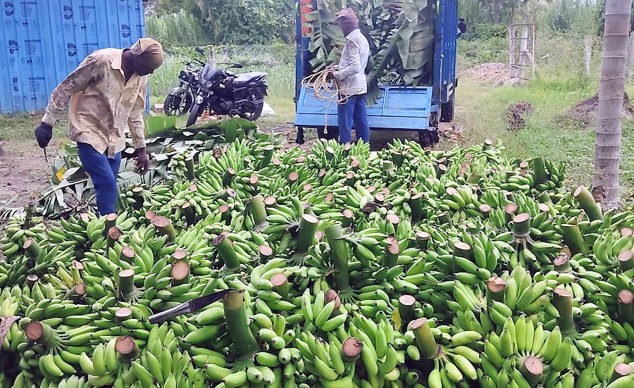 ಯಳಂದೂರು ಸಮೀಪದ ಗೂಳಿಪುರ ಗ್ರಾಮದಲ್ಲಿ ಮಾರುಕಟ್ಟೆಗೆ ಸಾಗಿಸಲು ಏಲಕ್ಕಿ ಬಾಳೆ ಕಾಯಿಯನ್ನು ಕಟಾವು ಮಾಡಿರುವುದು