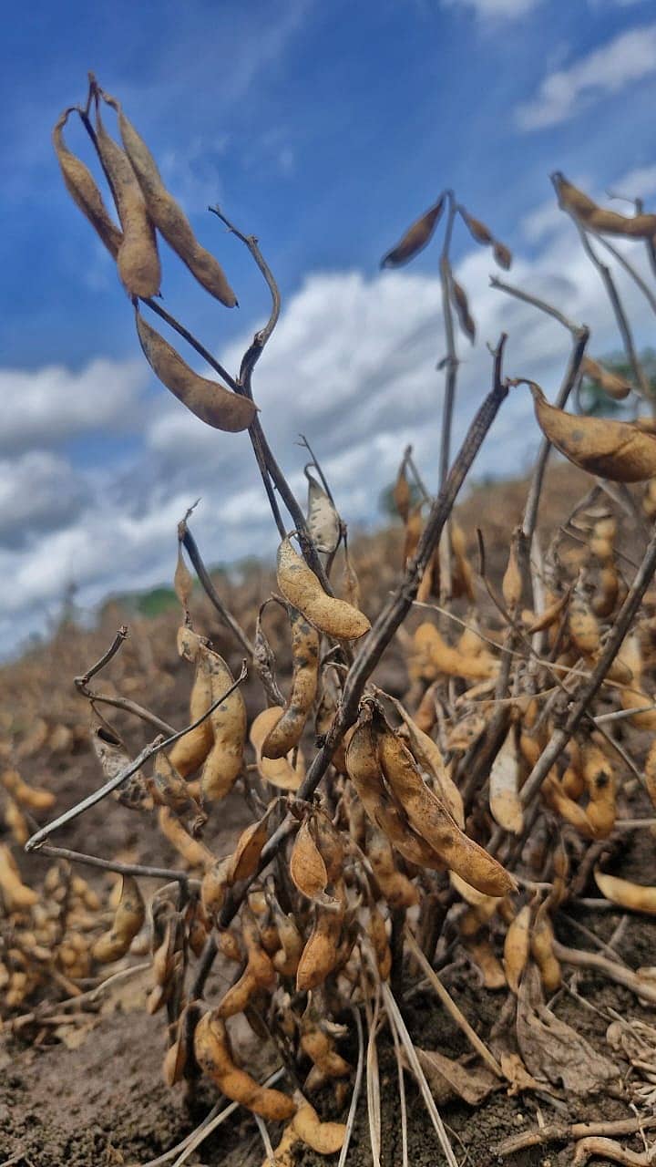 ಕೊಳೆತ ಸೋಯಾಅವರೆ ಬೆಳೆ