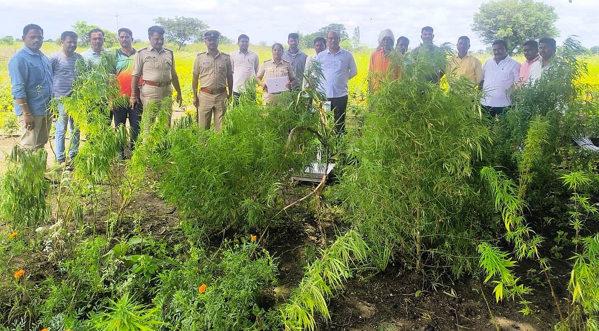 Ganja Seizure Kamalnagar: ಕಮಲನಗರ | ಗಾಂಜಾ ಗಿಡ ಜಪ್ತಿ: ಆರೋಪಿ ಬಂಧನ
