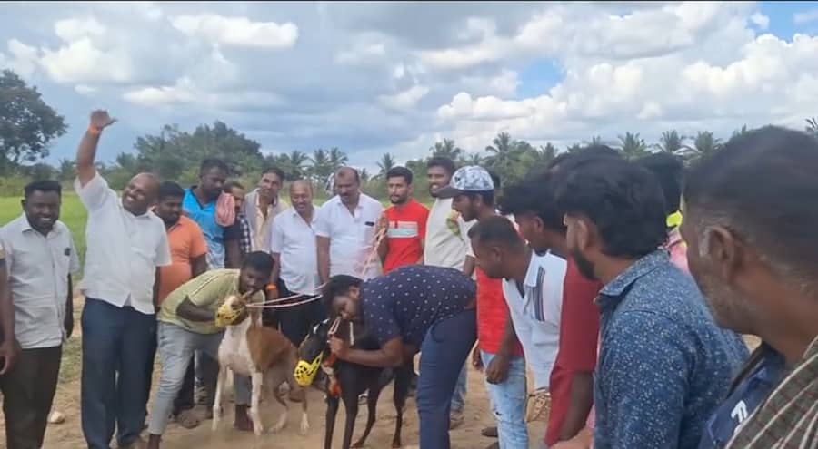 ಸಂತೇಬಾಚಹಳ್ಳಿ ಹೋಬಳಿಯ ಜಾಗಿನಕೆರೆಯಲ್ಲಿ ಶ್ವಾನಗಳ ಓಟದ ಸ್ಪರ್ಧೆಯನ್ನು ಮನ್‌ಮುಲ್ ನಿರ್ದೇಶಕ ಡಾಲು ರವಿ ಉದ್ಘಾಟಿಸಿದರು