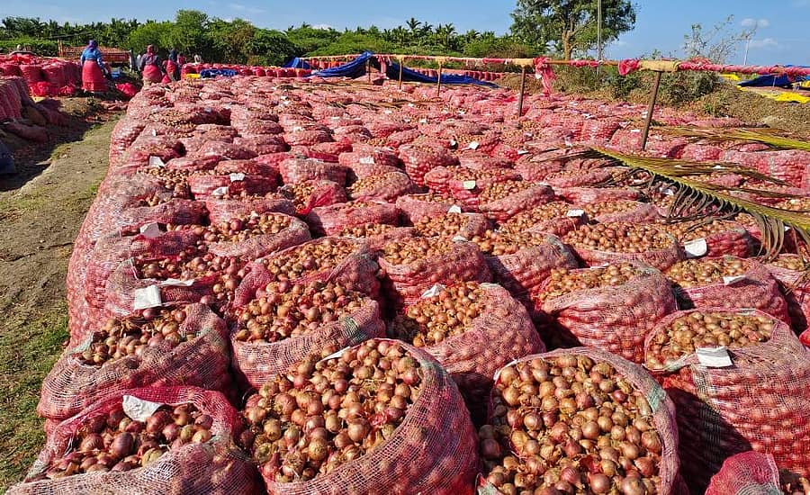 ಅಜ್ಜಂಪುರ ತಾಲ್ಲೂಕಿನ ಹೆಬ್ಬೂರು ಗ್ರಾಮದಲ್ಲಿ ಕೃಷಿಕ ಮಧು, ಮಾರುಕಟ್ಟೆಗೆ ಕೊಂಡೊಯ್ಯಲು ಸಿದ್ಧಗೊಳಿಸಿರುವ ಈರುಳ್ಳಿ
