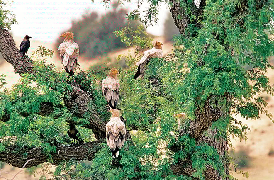 ವಿಶ್ಲೇಷಣೆ