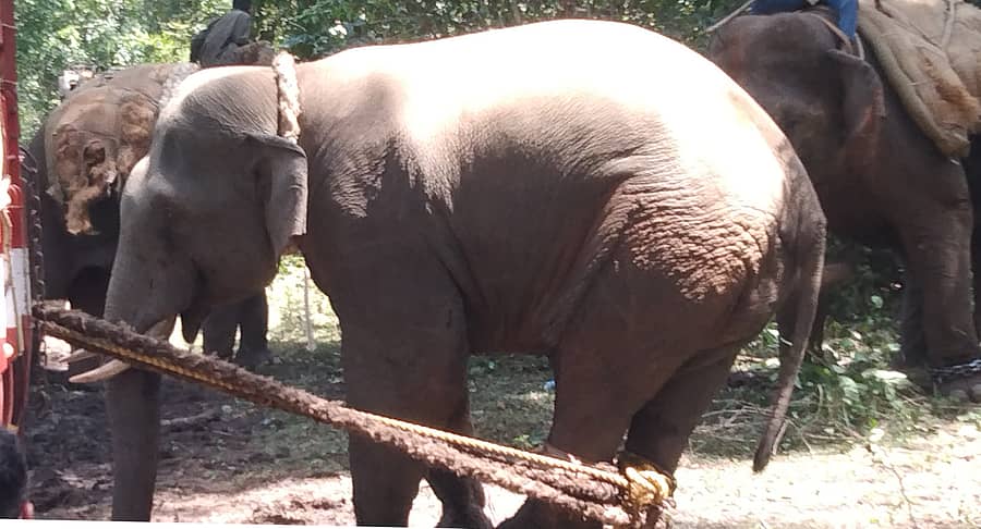 ಚಿಕ್ಕಮಗಳೂರು ಜಿಲ್ಲೆಯ ನರಸಿಂಹರಾಜಪುರ ತಾಲ್ಲೂಕಿನ ಗುಂಡುವಾನಿ ಬಳಿ ಸೆರೆ ಸಿಕ್ಕಿರುವ ಕಾಡಾನೆ