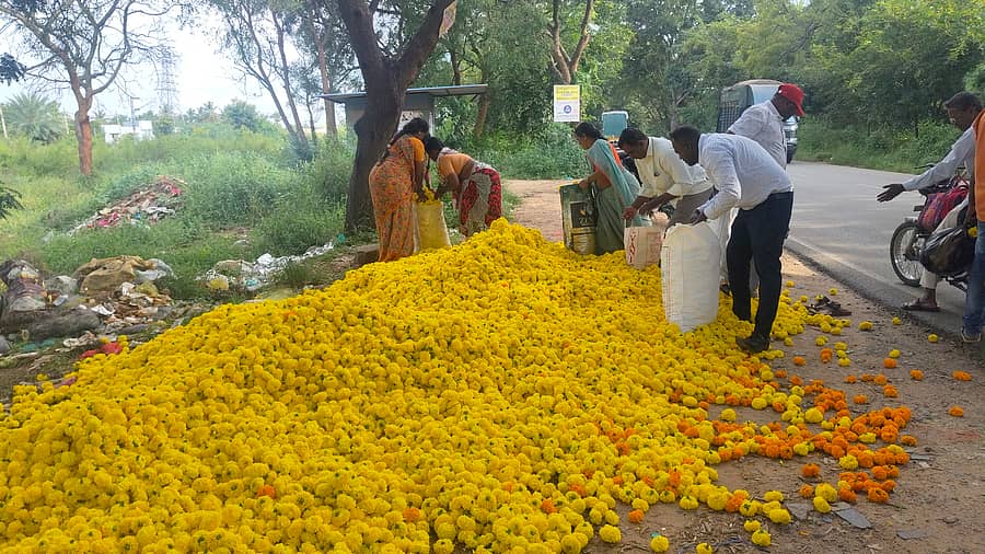 ಬಂಗಾರಪೇಟೆ ಮತ್ತು ಕೋಲಾರ ಮುಖ್ಯರಸ್ತೆ ಬದಿಯಲ್ಲಿ ರೈತರು ಸುರಿದು ಹೋಗಿರುವ ಚೆಂಡು ಹೂವಿನ ರಾಶಿಯಿಂದ ಹೂವು ತುಂಬಿಕೊಳ್ಳುತ್ತಿರುವ ಸಾರ್ವಜನಿಕರು 