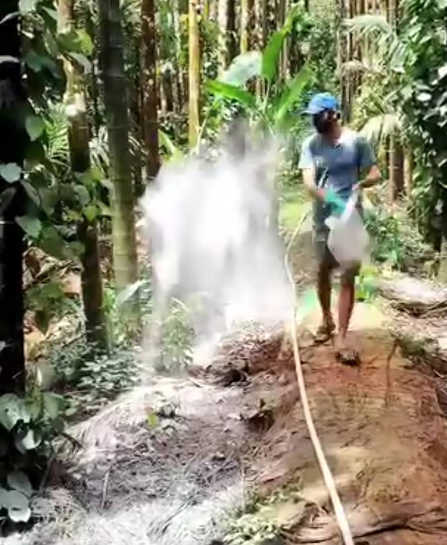 ಶಿರಸಿಯ ಗ್ರಾಮೀಣ ಭಾಗದ ಅಡಿಕೆ ತೋಟಕ್ಕೆ ರೈತನೊಬ್ಬ ಸುಣ್ಣ ನೀಡುತ್ತಿರುವುದು 