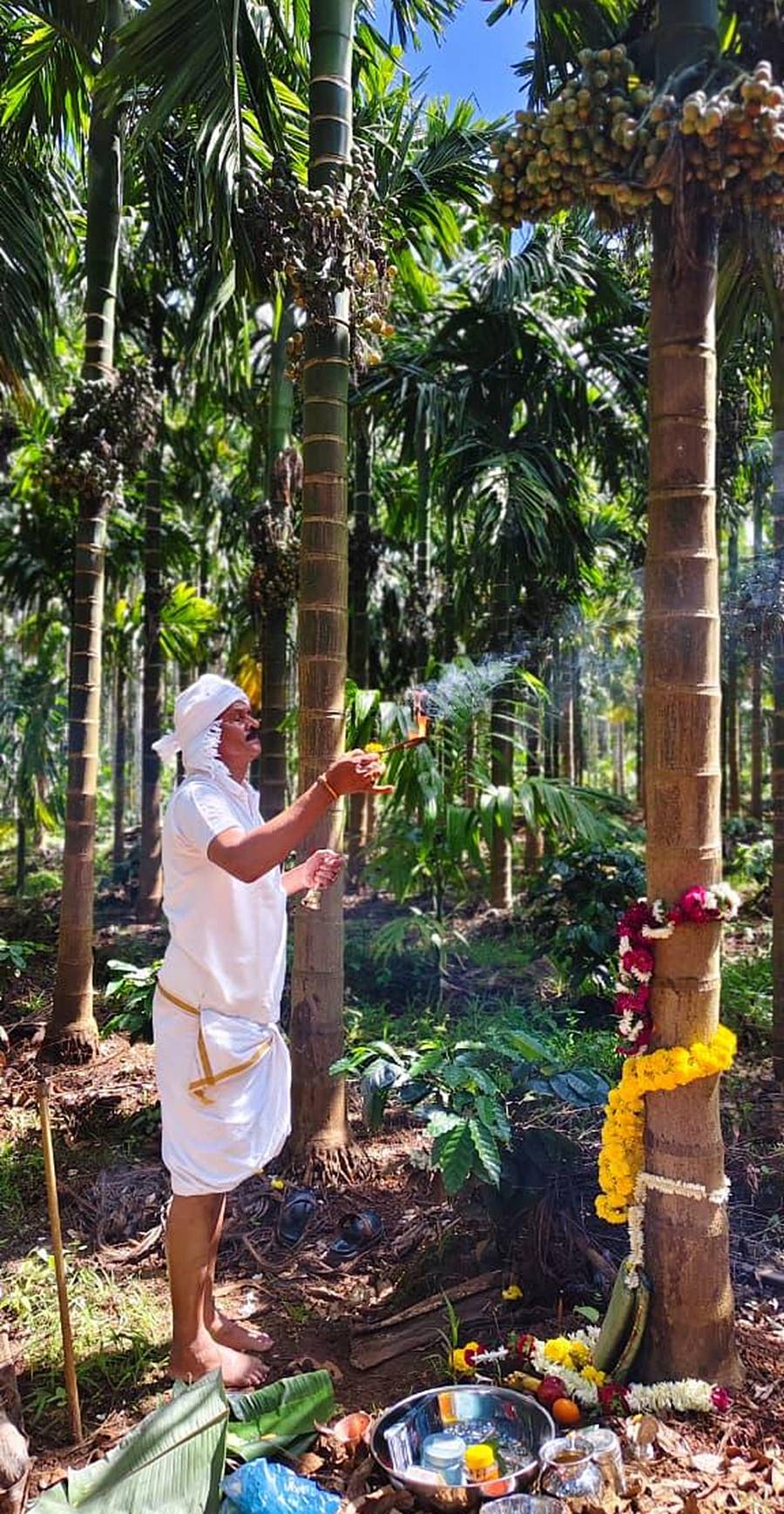 ಭೂಮಿ ಹುಣ್ಣಿಮೆ ಹಬ್ಬದ ಅಂಗವಾಗಿ ಶಾಸಕ ಭೀಮಣ್ಣ ನಾಯ್ಕ ಅವರು ಅಡಿಕೆ ತೋಟದಲ್ಲಿ ಮರಗಳಿಗೆ ಪೂಜಿಸಿದರು 