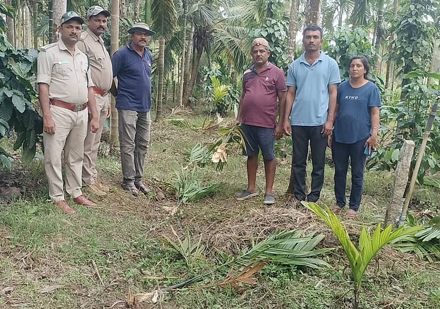 ನರಸಿಂಹರಾಜಪುರ ತಾಲ್ಲೂಕು ಕೊರಲುಕೊಪ್ಪ ಗ್ರಾಮದ ವ್ಯಾಪ್ತಿಯಲ್ಲಿ ತೋಟಕ್ಕೆ ನುಗ್ಗಿದ ಕಾಡು ಹಂದಿಗಳು, ಅಡಿಕೆ ಗಿಡಗಳನ್ನು ಬುಡಸಮೇತ ಕಿತ್ತು ಹಾಕಿರುವುದನ್ನು ಅರಣ್ಯ ಇಲಾಖೆ ಸಿಬ್ಬಂದಿ ವೀಕ್ಷಿಸಿದರು