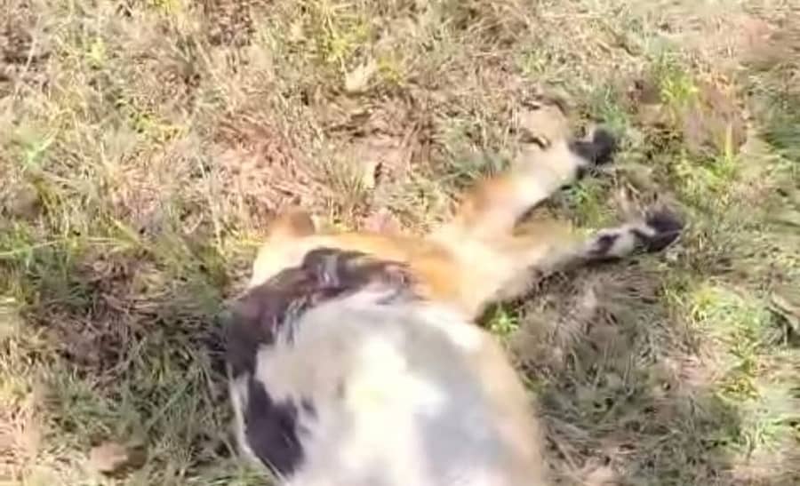 ಸರಗೂರು ತಾಲ್ಲೂಕಿನ ಜಯಲಕ್ಷೀಪುರ ಗ್ರಾಮದ ಕೃಷ್ಣಭೋವಿ ಅವರ ಜಮೀನಿನಲ್ಲಿ ಸೋಮವಾರ ಹುಲಿ ದಾಳಿ ನಡೆಸಿ ಮೇಕೆಗಳನ್ನು ಕೊಂದು ಹಾಕಿರುವುದು