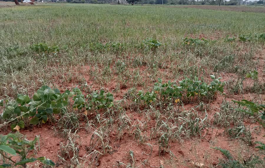 ಸಂತೇಮರಹಳ್ಳಿ ವ್ಯಾಪ್ತಿಯಲ್ಲಿ ಮಳೆ ಇಲ್ಲದೆ ಒಣಗಿರುವ ಅವರೆ ಬೆಳೆ