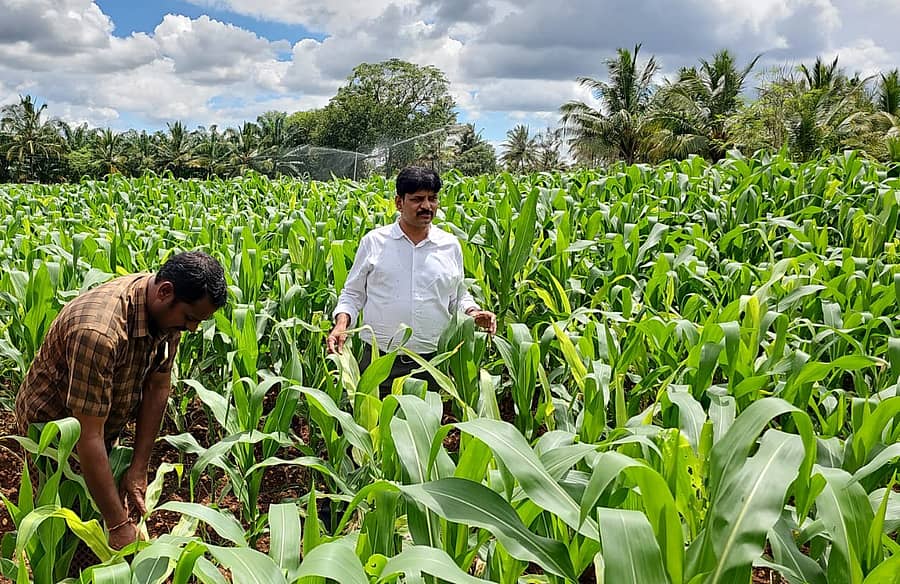 ಸೈನಿಕ ಹುಳು ಬಾಧೆ ಕಾಣಿಸಿಕೊಂಡ ಎಚ್.ಡಿ.ಕೋಟೆ ತಾಲ್ಲೂಕಿನ ಕೋಳಗಾಲ ಗ್ರಾಮದ ರೈತ ಮಂಜುನಾಥ ಅವರ ಮುಸುಕಿನ ಜೋಳದ ಹೊಲವನ್ನು ಕೃಷಿ ಇಲಾಖೆಯ ಸಹಾಯಕ ಕೃಷಿ ನಿರ್ದೇಶಕ ಪ್ರಸಾದ್ ಪರಿಶೀಲಿಸಿದರು