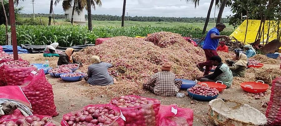 <div class="paragraphs"><p>ಹೊಸದುರ್ಗ ಕಸಬಾ ಹೋಬಳಿಯ ಶ್ರೀರಂಗಾಪುರ ಗ್ರಾಮದಲ್ಲಿ ಈರುಳ್ಳಿ ಕೊಯ್ಲು ಮಾಡುತ್ತಿರುವುದು.</p></div>
