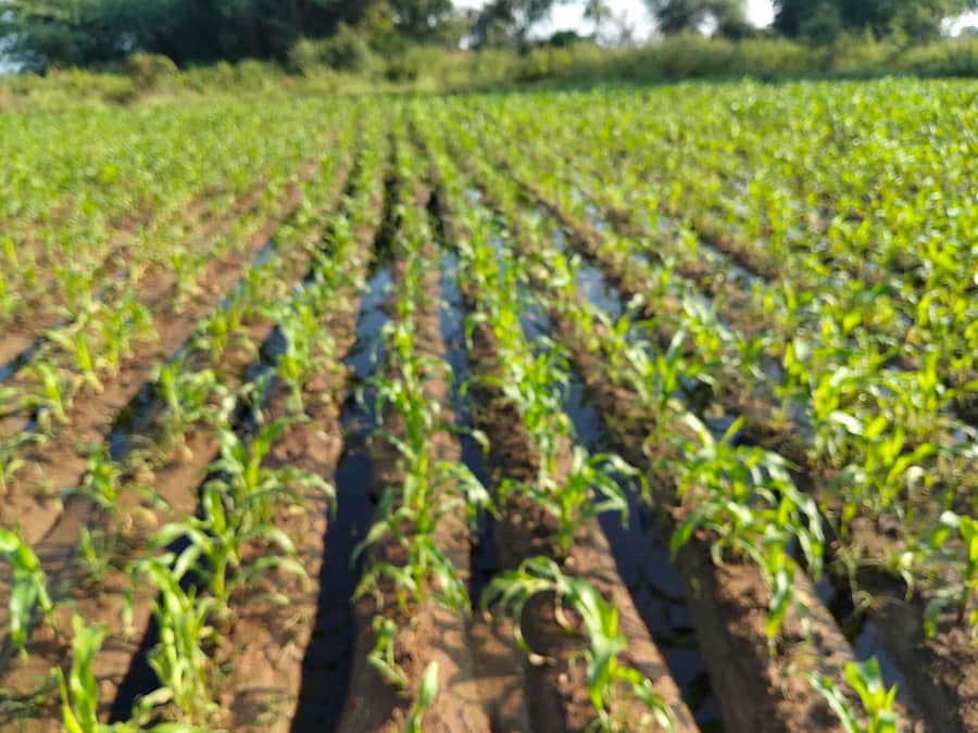 ಗೌರಿಬಿದನೂರು ನಗರದ ಬೈ ಪಾಸ್ ರಸ್ತೆ ಬಳಿಯ ಜಮೀನಿನಲ್ಲಿ ಕಾರ್ಖಾನೆ ಮಲಾಸಿಸ್ ನಿಂತಿರುವುದು.