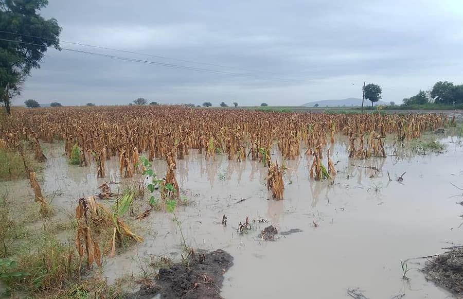 ಲಕ್ಷ್ಮೇಶ್ವರ ತಾಲ್ಲೂಕಿನಲ್ಲಿ ಬುಧವಾರ ಸುರಿದ ಬಿರುಸು ಮಳೆಗೆ ತಾಲ್ಲೂಕಿನ ಅಡರಕಟ್ಟಿ ಗ್ರಾಮದ ನಿಂಗಪ್ಪ ರೊಳ್ಳಿ ಅವರ ಗೋವಿನಜೋಳ ಬೆಳೆದ ಹೊಲದಲ್ಲಿ ನೀರು ನಿಂತಿದೆ