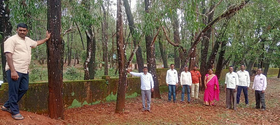 <div class="paragraphs"><p>ಹೊಸನಗರ ತಾಲ್ಲೂಕಿನ ಮಂಡ್ರೋಳ್ಳಿ ಶಾಲೆ ಆವರಣದಲ್ಲಿ ಬೆಳೆದ ಅಕೇಶಿಯ ಮರಗಳು</p></div>