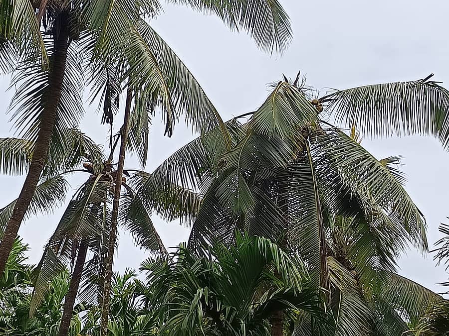 ಸುಳಿಕೊಳೆರೋಗದ ಪರಿಣಾಮ ತೆಂಗಿನಮರದ ಸುಳಿ ಕೊಳೆತು ಬಿದ್ದು ತೆಂಗಿನ ಮರ ಸಾಯುತ್ತಿದೆ
