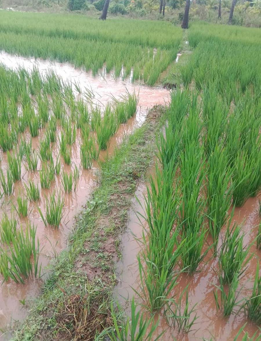 ಹುಣಸೂರು ತಾಲ್ಲೂಕಿನಲ್ಲಿ ಅಹೋರಾತ್ರಿ ಸುರಿದ ಮಳೆಗೆ ತಗ್ಗು ಪ್ರದೇಶದಲ್ಲಿ ಕೆರೆ ನೀರು ಹರಿದು ಗದ್ದೆ ಜಲಾವೃತಗೊಂಡಿರುವುದು